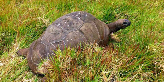 en yaşlı kaplumbağa