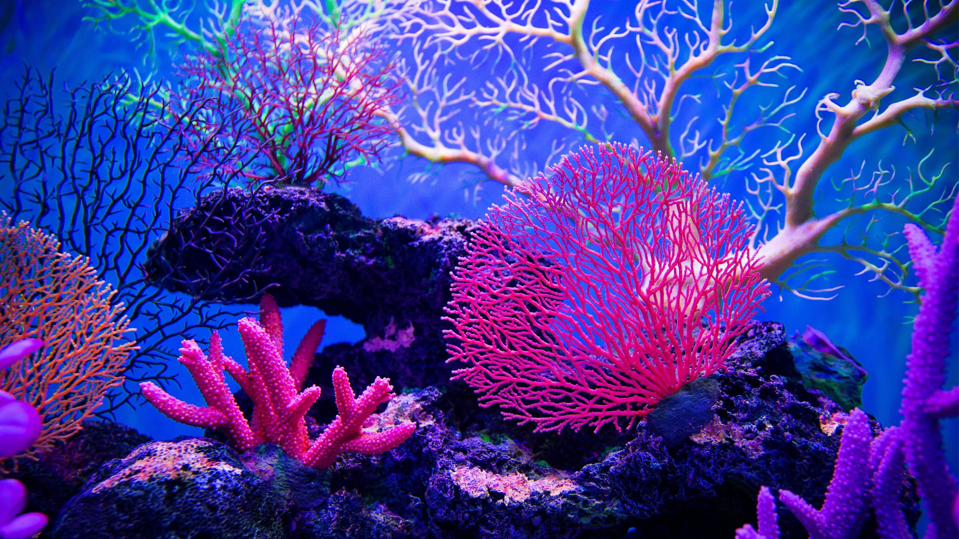 mercan resifleri - 1