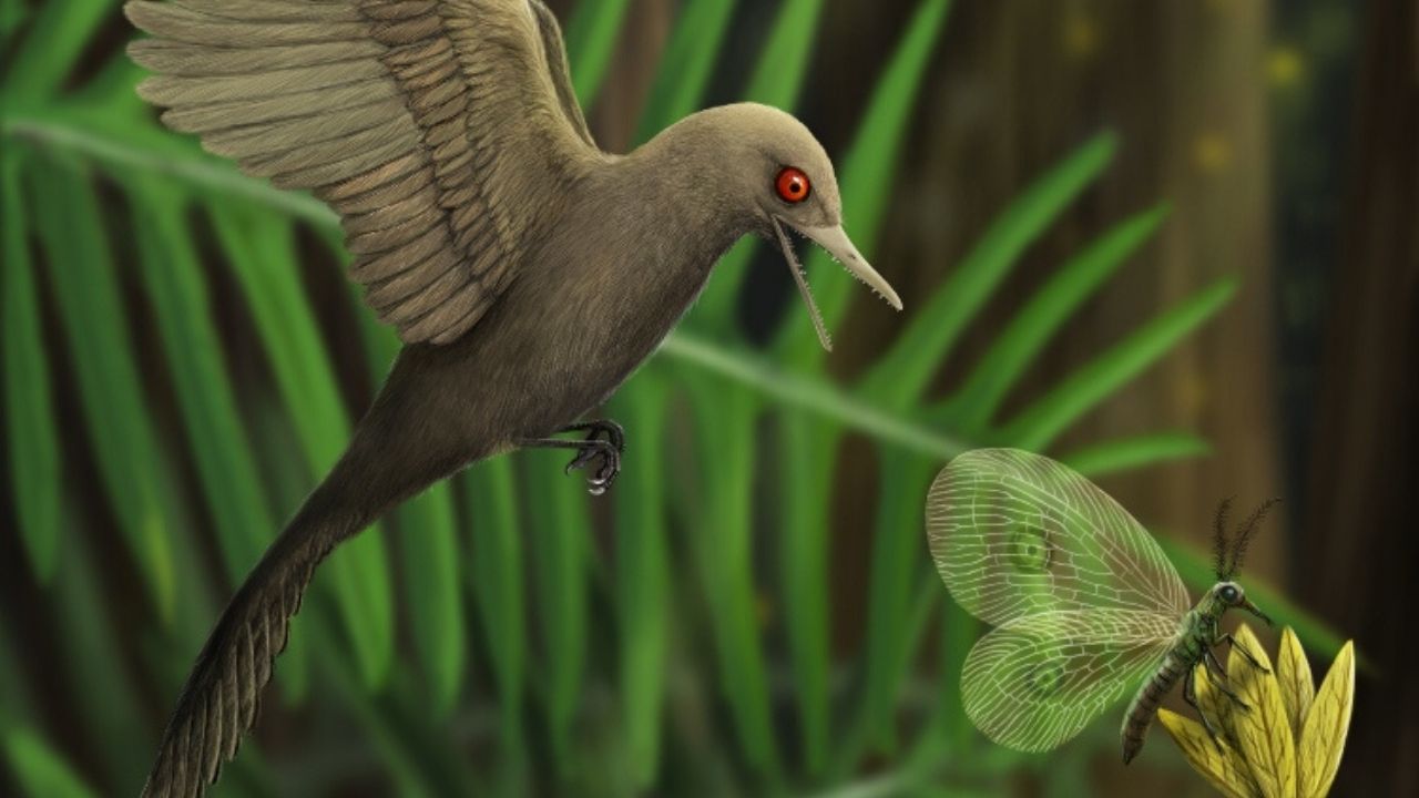 99 milyon yıl korunmuş dinazor fosili, sinek kuşu fosili