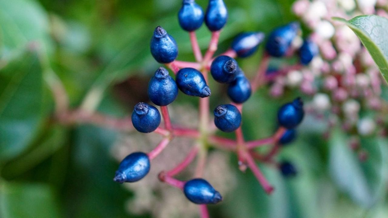 Viburnum-tinus-meyvesi-00.jpg