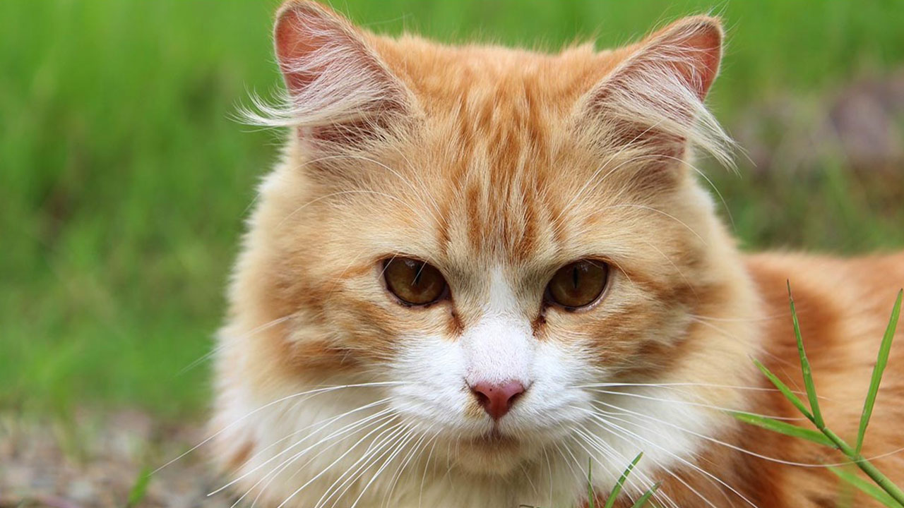 MeowTalks kedinizin ne dediğini size söylüyor