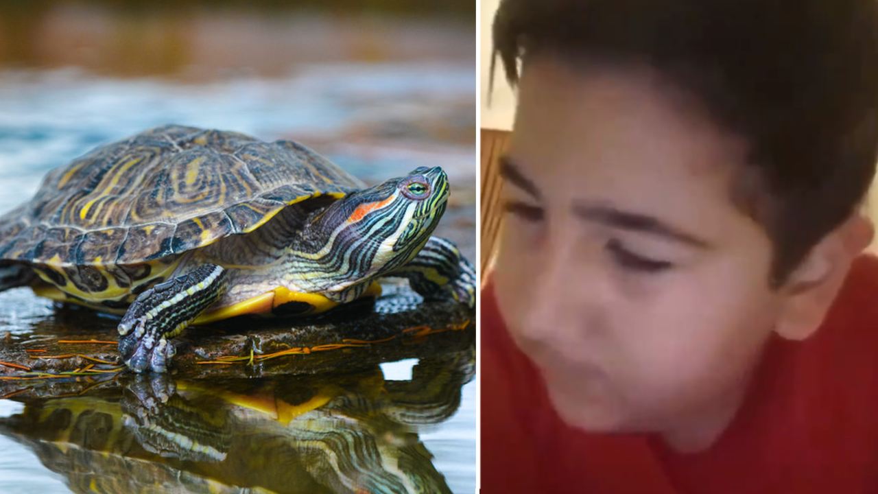 Sosyal medya bu kaplumbağayı arıyor