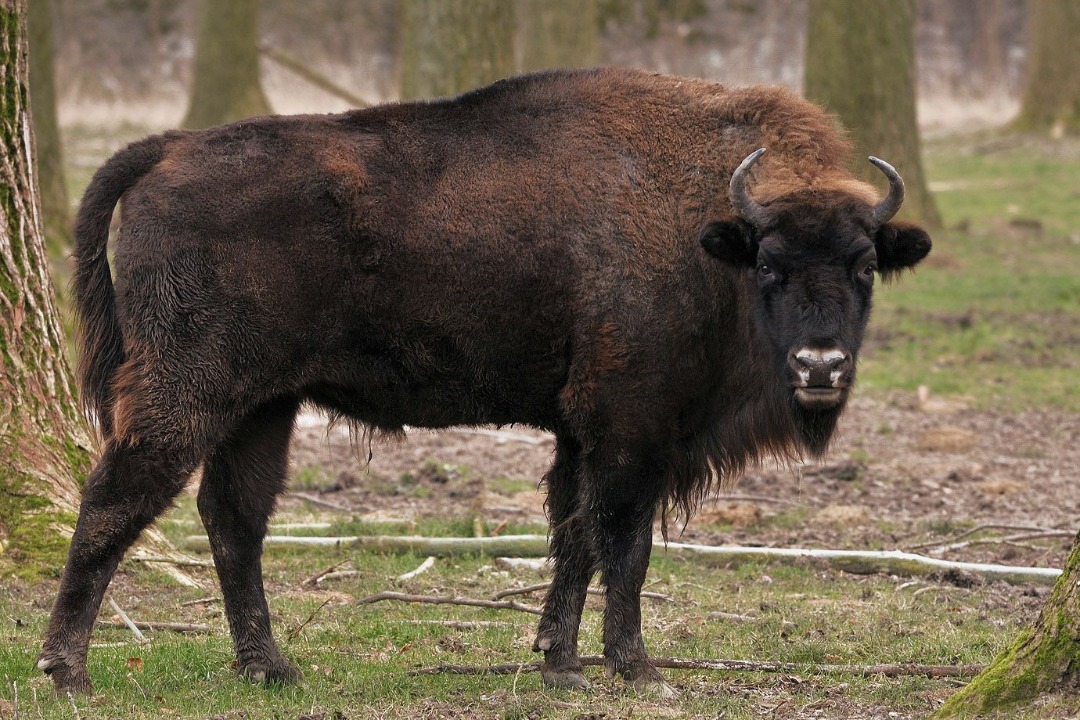 Avrupa bizonu 