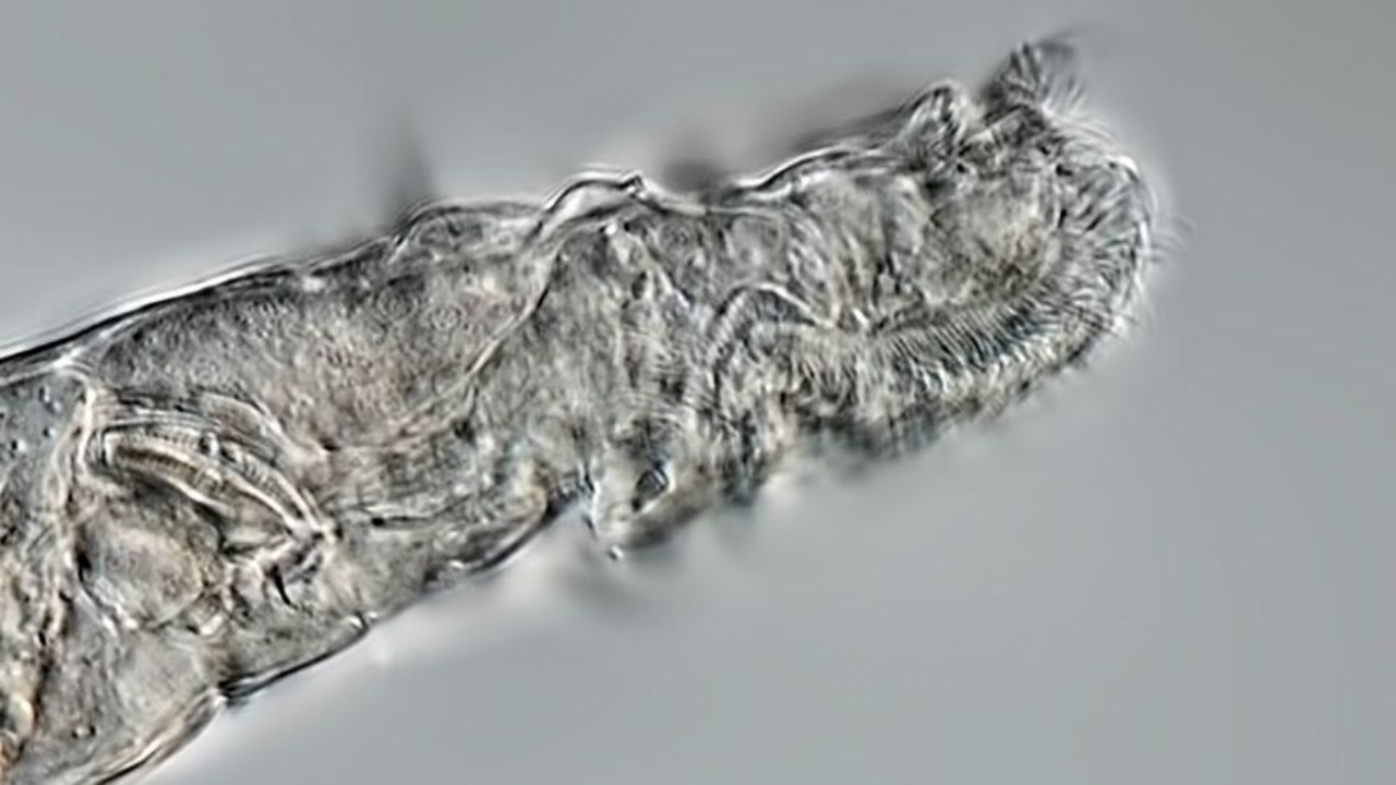 24 bin yıllık mikroskobik hayvan yeniden canlandı