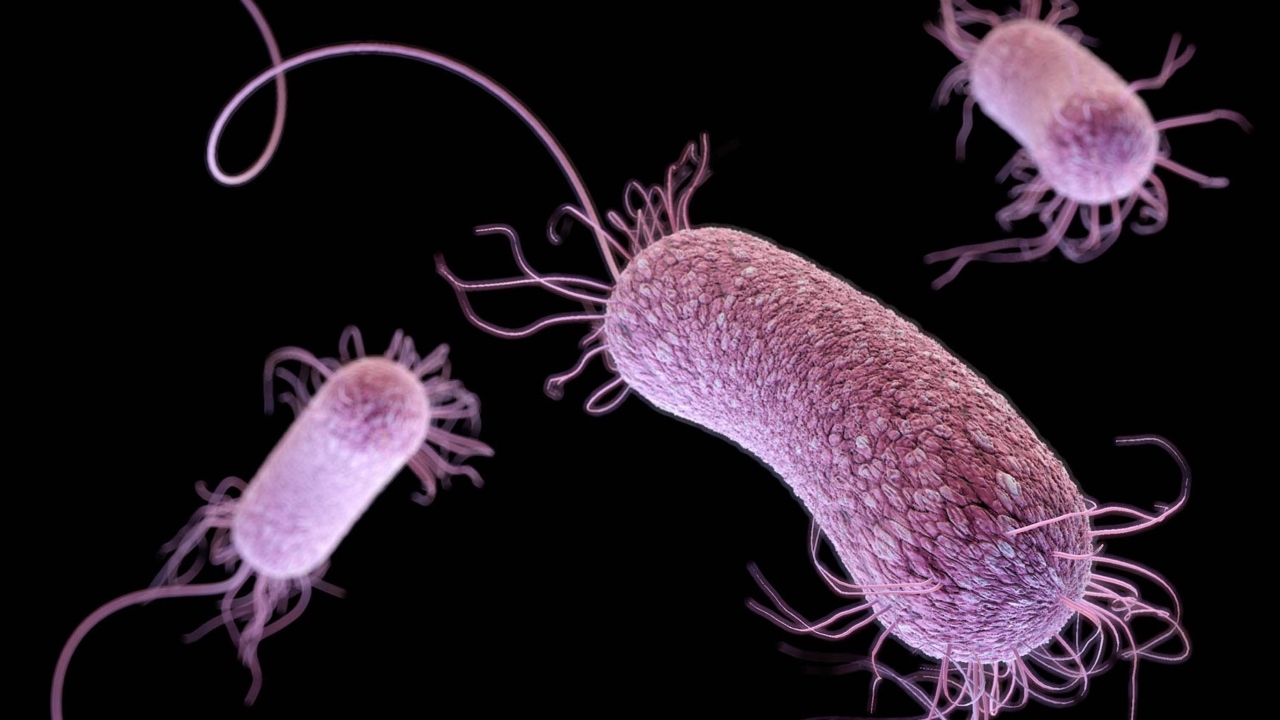 süper bakteriler
