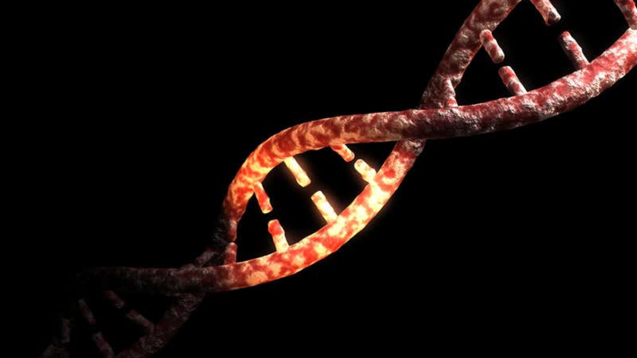 İnsan DNA'sı