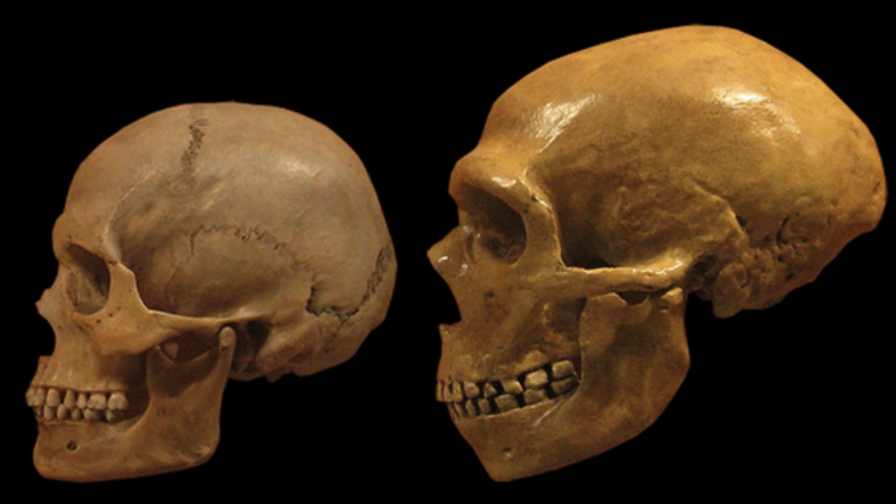 Neandertal ile modern insan
