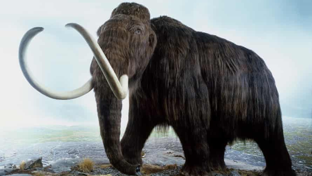 Genetiği değiştirilmiş yünlü mamut