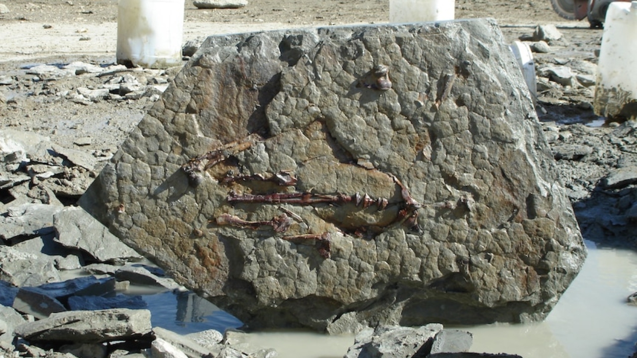 Dev penguen fosili bulundu