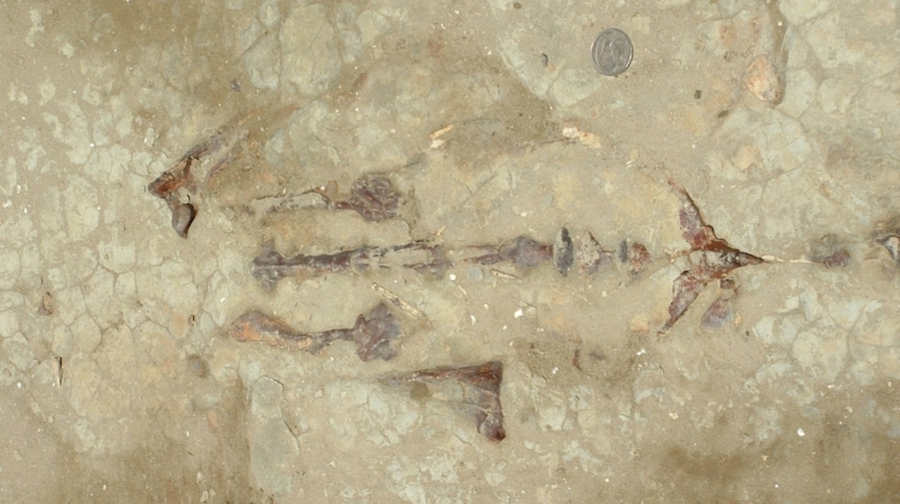 Okul çocukları, uzun bacaklı dev bir penguen fosili keşfetti