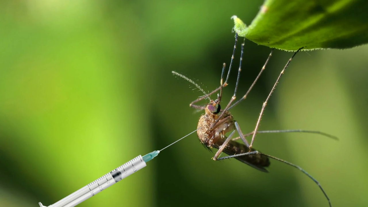 Tehlikeli biyolojik hamle: ABD’den sivrisinek ordusu!