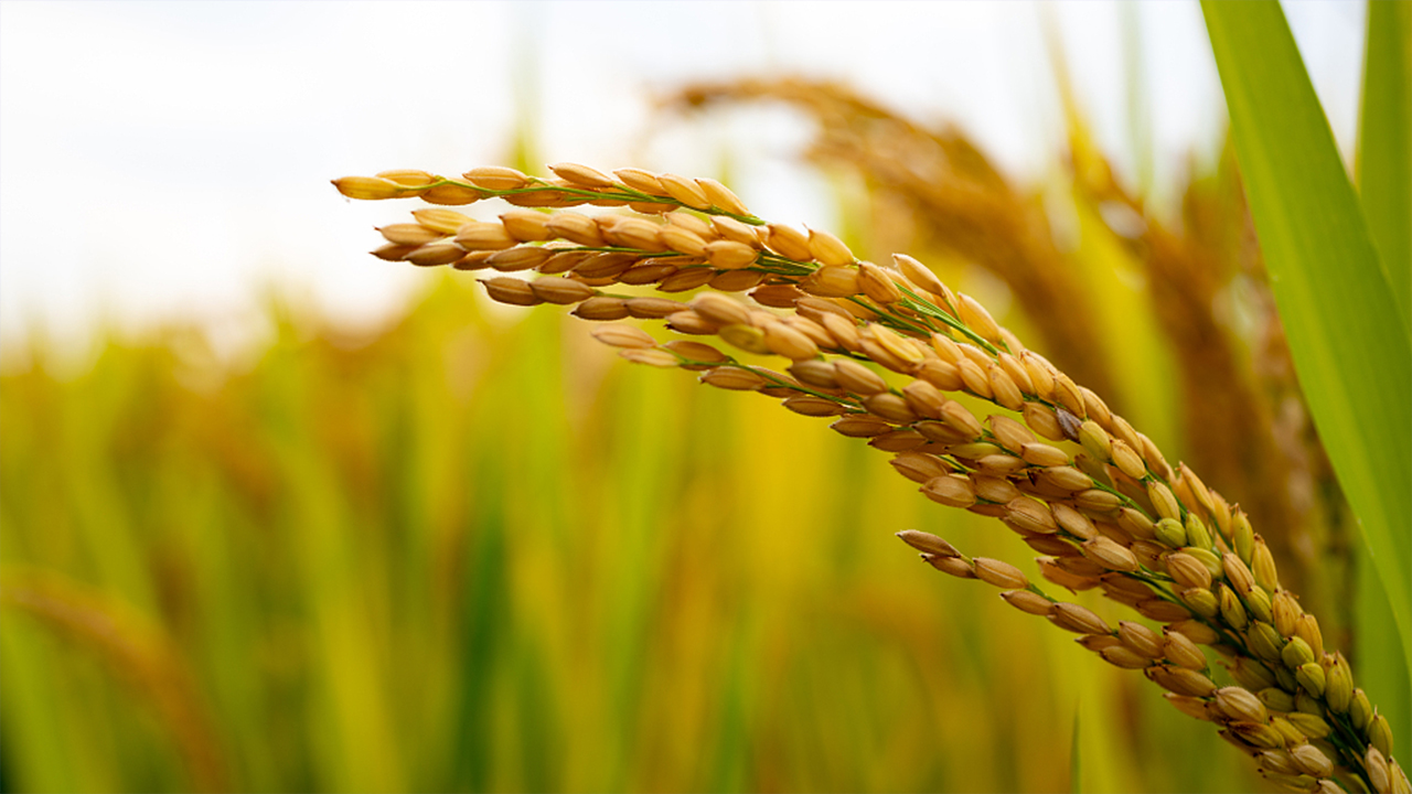 Çinli bilim insanlarından tahıl verimini artıracak gen keşfi