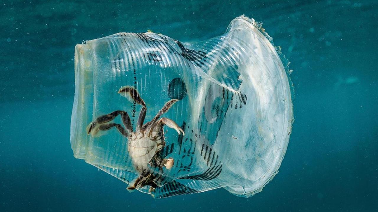 Okyanustan 100 bin kg plastik çıkarıldı!