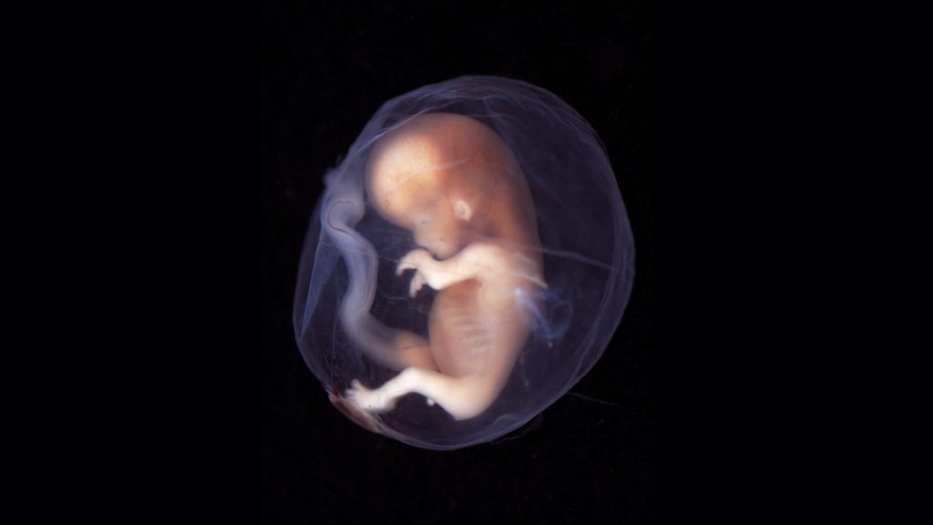 Sperm ve yumurta olmadan yapay insan embriyosu oluşturulabilir