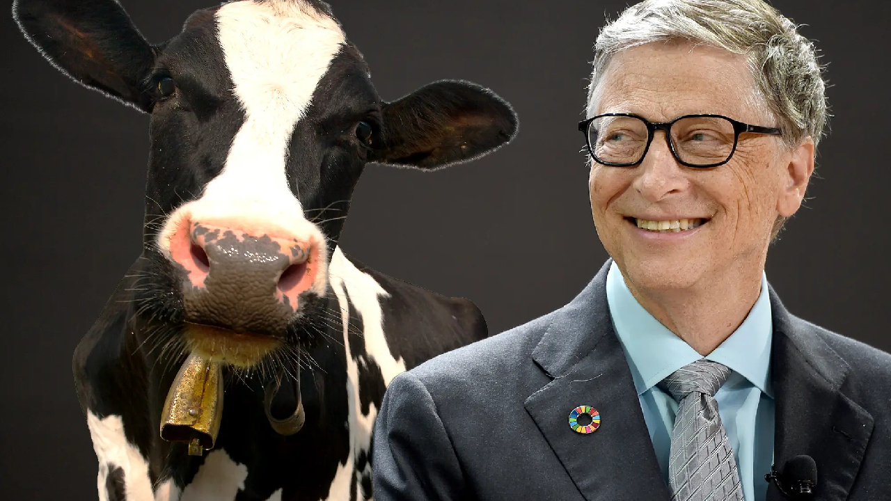 Bill Gates, iklim krizi için ineklere özel yem geliştirecek